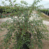 Renaissance Spiraea (Spiraea x vanhouttei 'Renaissance') - 1 gallon