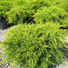 Old Gold Juniper (Juniperus chinensis 'Old Gold') - 1 gallon 6"