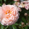 Apricot Drift® Rose (Rosa 'Drift Meimirrote') - QT