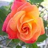 Joseph's Coat Climbing Rose (Rosa CL 'Joseph's Coat') - 3 gallon