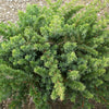 Blue Shore Juniper (Juniperus conferta 'Blue Pacific') - 1 gallon