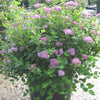 Little Princess Spiraea (Spiraea japonica 'Little Princess') - 1 gallon 6"