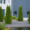 Emerald Green Arborvitae (Thuja occidentalis 'Smaragd') - QUART