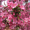 Prairifire Crabapple (Malus 'Prairifire') - 3 gallon 48"