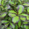 Vinho Verde® Weigela (Weigela florida 'Vinho Verde') - 1 gallon