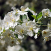 Sargent Crabapple (Malus sargentii) - 3 gallon 48"