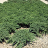 Dwarf Japanese Garden Juniper (Juniperus chinensis 'Nana') - 1 gallon 6"