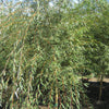 Weeping Golden Willow (Salix alba 'Tristis') - 3 gallon 48" TREE