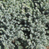 Blue Star Juniper (Juniperus squamata 'Blue Star') - 1 gallon 6"