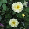 Popcorn Drift® Rose (Rosa 'Drift Popcorn') - QT