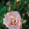 Peach Drift® Rose (Rosa 'Drift Meiggili') - QT