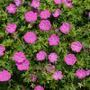 Max Frei Cranesbill (Geranium sanguineum 'Max Frei') - QT