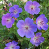 Rozanne™ Cranebill (Geranium x 'Rozanne') - QT
