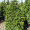 Green Giant Arborvitae (Thuja plicata 'Green Giant') - QT