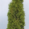 Degroots Spire Arborvitae (Thuja occidentalis 'Degroots Spire') - 1 gallon
