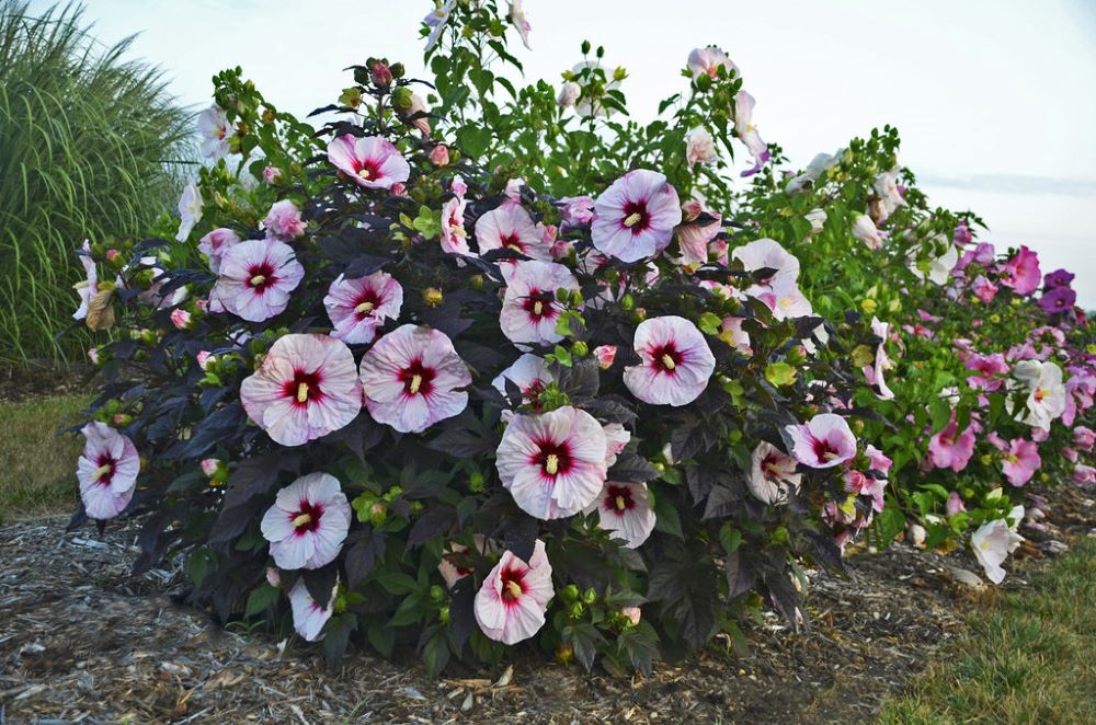 Summerific® 'Perfect Storm' Rose Mallow (HIBISCUS X SUMMERIFIC PERFECT STORM) - 1 gallon