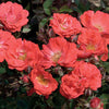 Coral Drift® Rose (Rosa 'Drift Meidrifora') - QT
