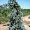 Weeping White Spruce (Picea glauca 'Pendula') - 3 gallon RP 18"