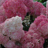 Vanilla Strawberry™ Hydrangea (Hydrangea paniculata 'Renhy') - 1 gallon