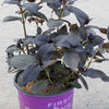 Eclipse® Bigleaf Hydrangea (Hydrangea macrophylla 'Eclipse') - QT