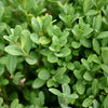 Green Gem Boxwood (Buxus microphylla 'Green Gem') - QT
