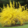 Spring Glory Forsythia (Forsythia x intermedia 'Spring Glory') - QT