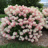 French Manicure™ Hydrangea Paniculata (Hydrangea paniculata 'Bailpantwo' ) - QT