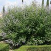 Chastetree/ Monk's Pepper (Vitex agnus castus 'Agnus-Castus') - QT
