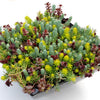 Flaming Carpet Stonecrop (Sedum 'Flaming Flaming Carpet') - QT