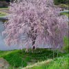Pink Snow Showers Weeping Cherry (Prunus x 'Pinsnshzam') - 2 gallon UMB