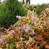 Funshine® Abelia grandiflora (Abelia funshine) - QT