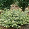 Mucho Gusto® Abelia (Abelia x grandiflora ‘Mucho Gusto’) - QT