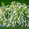 Little Henry® Sweetspire (Itea virginica 'Sprich') - QT