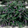 Proven Winners® Color Choice® Lo & Behold® Purple Haze Butterfly Bush (Buddleia x 'Purple Haze') - QT
