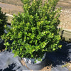 Sprinter® Boxwood (Buxus microphylla 'Sprinter') - QT