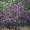 Pearl Glam® Beautyberry (Callicarpa x Pearl Glam®) - QT