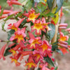 Dressed To Thrill® Crossvine (BIGNONIA DRESSED TO THRILL) - QT