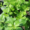 Mr. Poppins® Winterberry Holly (Ilex verticillata 'Mr. Poppins') - QT