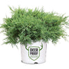 Montana Moss® Juniper (Juniper chinensis Montana Moss) - QT