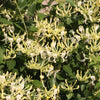 Scentsation Honeysuckle (Lonicera P 'Scentsation') - QT