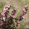 Tiny Wine® Ninebark (Physocarpus opulifolius 'SMPOTW') - QT