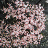 Black Lace® Elderberry (Sambucus nigra 'Eva') - QT