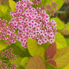 Double Play Big Bang® Spirea (Spiraea japonica 'Tracy') - QT