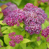 Double Play Dolly® Spirea (Spiraea JAP 'Dbl Play Dolly') - QT