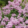 Bloomerang Purpink® Reblooming Lilac (Syringa x pubescens Bloomerang Purpink®) - QT