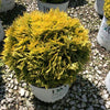 Anna's Magic Ball® Arborvitae (Thuja occidentalis 'Annas Magic Ball') - QT