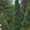 North Pole® Arborvitae (Thuja occidentalis 'Art Boe') - QT