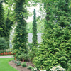 Sting® Arborvitae (Thuja occidentalis 'Sting') - QT