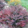Sunjoy Mini Maroon® Barberry (Berberis thunbergii 'Sunjoy Mini Maroon') - QT