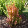 Sunjoy Orange Pillar® Barberry (Berberis thunbergii 'Sunjoy Orange Pillar') - QT